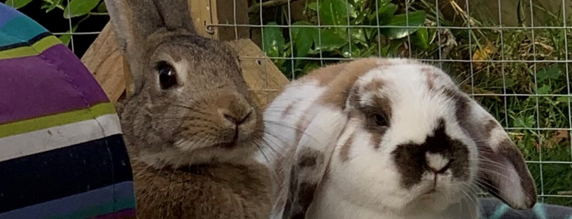 Christchurch Rabbit Rescue Cover Photo