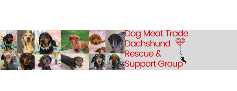 Dog Meat Trade Dachshund Rescue & Support Group