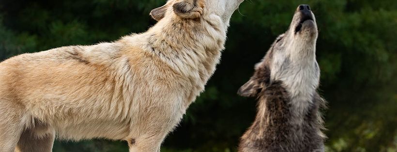 Wolf Park Cover Photo