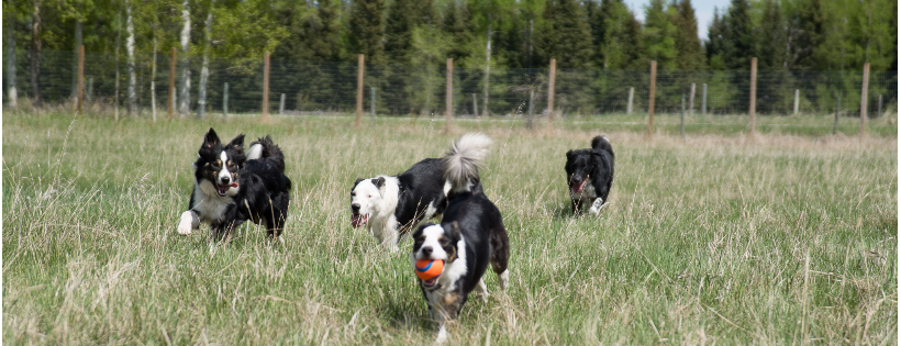 Alberta (AB) Herding Dog Rescue Cover Photo