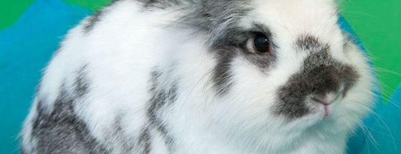 Great Lakes Rabbit Sanctuary Cover Photo