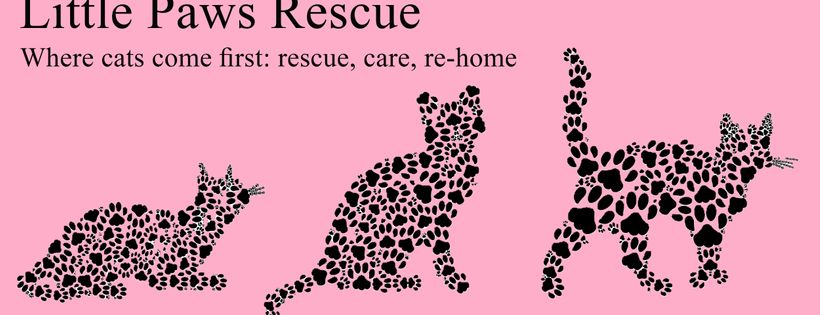 Little Paws Rescue Cats Cover Photo